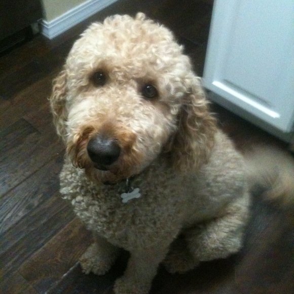 Meet your Posher, Lori - Picture 1 of 2